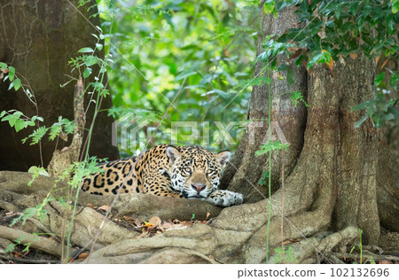 Close up of a Jaguar lying on a river bank Close up of a Jaguar lying on a river bank 102132696