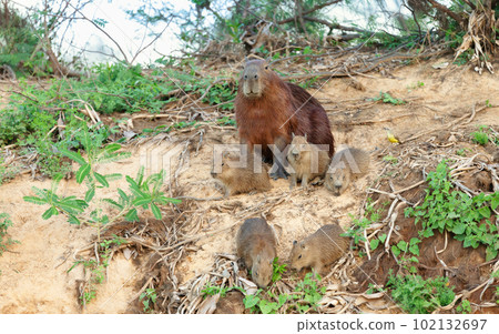 Capybara mother with group of pups sitting on a river bank 102132697