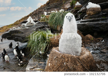 Black-browed Albatross chick sitting in its mud cup nest in Falkland Islands 102132706