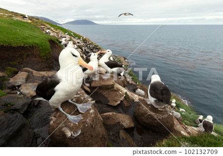 Black-browed Albatrosses on the coast of the Falkland Islands 102132709