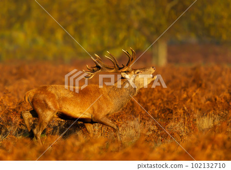 Red deer stag calling during the rut in autumn 102132710