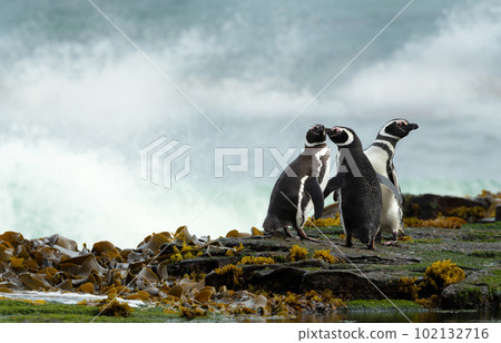 Group of Magellanic penguins on the beach 102132716