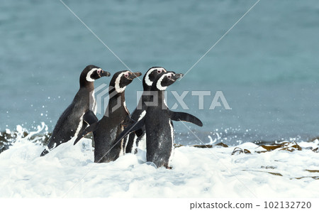 Group of Magellanic penguins in water 102132720