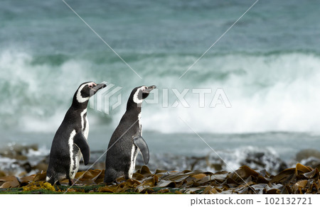 Two Magellanic penguins on the beach watching at waves 102132721