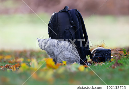 Cute cat hiding behind a backpack 102132723