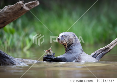 Giant river otter eating a fish Giant river otter eating a fish 102132737