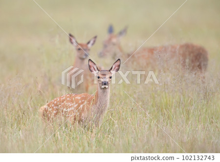 Close up of a cute Red deer calf in a meadow Close up of a cute Red deer calf in a meadow 102132743