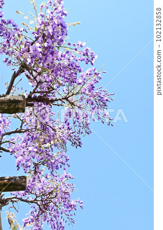 紫藤花盛開的季節和晴朗的天空 102132858