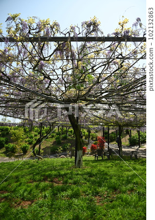 Wisteria tree shade 102132863