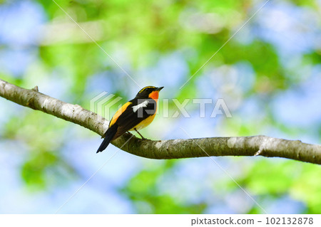 Beautiful yellow and orange narcissus flycatcher chirping in the fresh greenery Beautiful yellow and orange narcissus flycatcher chirping in the fresh greenery 102132878