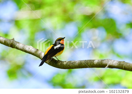 Beautiful yellow and orange narcissus flycatcher chirping in the fresh greenery Beautiful yellow and orange narcissus flycatcher chirping in the fresh greenery 102132879