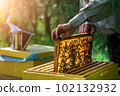 Beekeeper removing honeycomb from beehive. Person in beekeeper suit taking honey from hive. Farmer wearing bee suit working with honeycomb in apiary. Apiary as a hobby. Organic farming. Copy-space 102132932