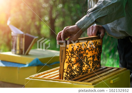 Beekeeper removing honeycomb from beehive. Person in beekeeper suit taking honey from hive. Farmer wearing bee suit working with honeycomb in apiary. Apiary as a hobby. Organic farming. Copy-space 102132932