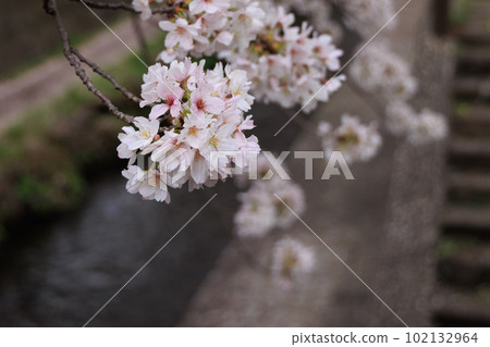 Spring beautiful cherry blossom and bokeh background 102132964