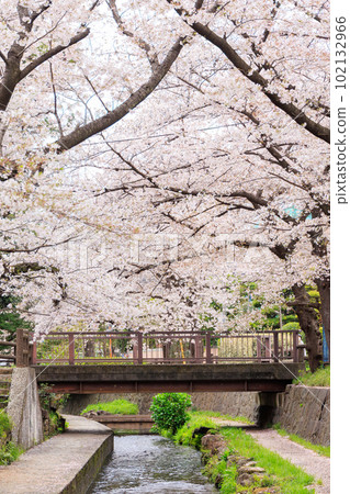 Row of cherry blossom trees in full bloom in spring, stream and bridge Row of cherry blossom trees in full bloom in spring, stream and bridge 102132966