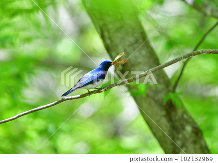 Beautiful cobalt blue and white blue-and-white bird catching prey in the fresh green forest Beautiful cobalt blue and white blue-and-white bird catching prey in the fresh green forest 102132969