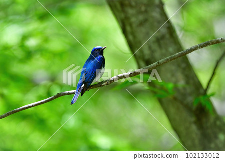 Beautiful cobalt blue and white blue-and-white bird catching prey in the fresh green forest 102133012