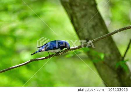 Beautiful cobalt blue and white blue-and-white bird catching prey in the fresh green forest Beautiful cobalt blue and white blue-and-white bird catching prey in the fresh green forest 102133013