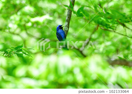 A beautiful cobalt blue and white bird chirping in the fresh green forest 102133064