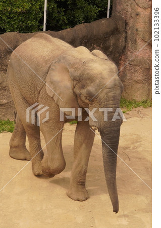 走在動物園裡的非洲大象 走在動物園裡的非洲大象 102133396
