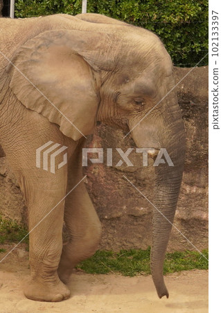 走在戶外在動物園裡的非洲大象 走在戶外在動物園裡的非洲大象 102133397