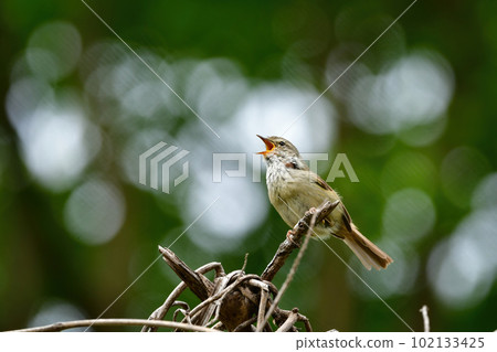 一隻熟悉的野鶯，在綠色公園的森林里大聲而優美地歌唱 102133425