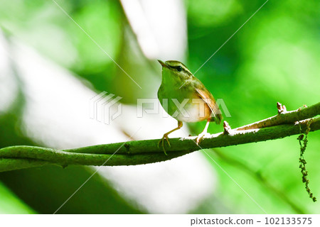 初夏鮮綠森林中鳴叫的小可愛野鳥叢林鯊 初夏鮮綠森林中鳴叫的小可愛野鳥叢林鯊 102133575