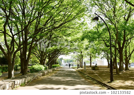 駒澤奧林匹克公園的綠色步行道和新鮮的綠色植物 102133582