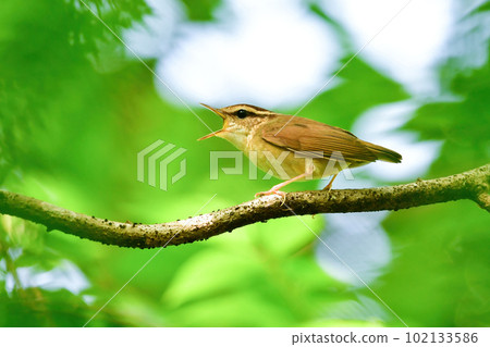 初夏鮮綠森林中鳴叫的小可愛野鳥叢林鯊 初夏鮮綠森林中鳴叫的小可愛野鳥叢林鯊 102133586