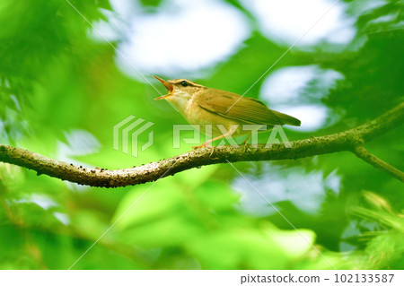 初夏鮮綠森林中鳴叫的小可愛野鳥叢林鯊 初夏鮮綠森林中鳴叫的小可愛野鳥叢林鯊 102133587