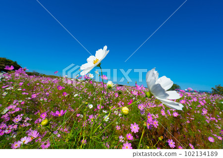 Cosmos in full bloom and blue sky in autumn 12 Higashi Ward, Okayama City, Okayama Prefecture 102134189
