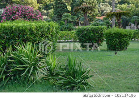 Public park near Sveti Stefan beach in Montenegro. Summer sunny day. Public park near Sveti Stefan beach in Montenegro. Summer sunny day. 102134196