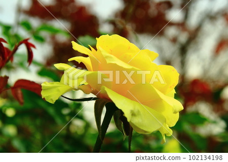 荒卷玫瑰公園(兵庫縣伊丹市)的Doft Gold盛開 荒卷玫瑰公園(兵庫縣伊丹市)的Doft Gold盛開 102134198