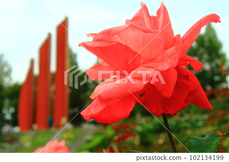 盛開在荒牧玫瑰公園(兵庫縣伊丹市)的友情 盛開在荒牧玫瑰公園(兵庫縣伊丹市)的友情 102134199