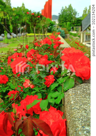 Red roses blooming in Aramaki Rose Park (Itami City, Hyogo Prefecture) Red roses blooming in Aramaki Rose Park (Itami City, Hyogo Prefecture) 102134204