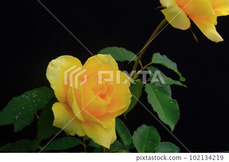 Blooming in Aramaki Rose Park (Itami City, Hyogo Prefecture) <Doft Gold> 102134219