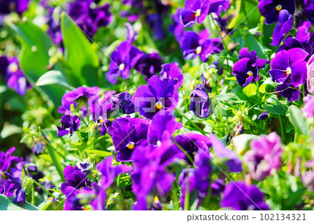 Purple pansy Purple pansy 102134321