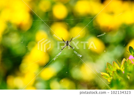 一隻蜘蛛誘捕花壇 一隻蜘蛛誘捕花壇 102134323