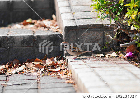 搜尋食物的麻雀 搜尋食物的麻雀 102134327