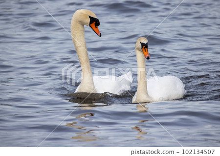 A couple of wild bird mute swans, Cygnus olor, swimming together in the winter on a pond, Belgium 102134507