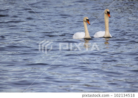 A couple of wild bird mute swans, Cygnus olor, swimming together in the winter on a pond, Belgium 102134518