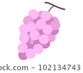 Grape fruit icon illustration 102134743