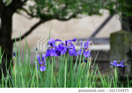 鳶尾花 鳶尾花 102134975