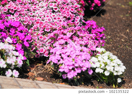 flower bed sekichiku flower bed sekichiku 102135322