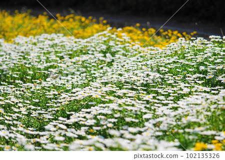 daisies on one side 102135326