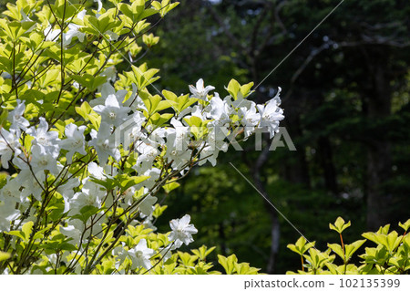 Shiroyashio (Shiroyashio) blooming in the fresh green Shiroyashio (Shiroyashio) blooming in the fresh green 102135399