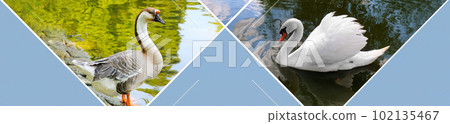 White swan and gray goose on a lake. Collage, Wide photo. Free space for text. 102135467