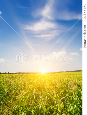 Green cornfield and bright dawn. Vertical photo. Green cornfield and bright dawn. Vertical photo. 102135469