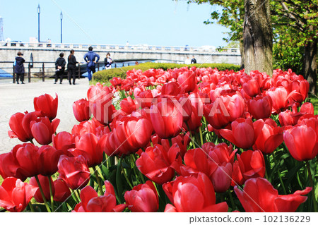 岸邊盛開的鬱金香 岸邊盛開的鬱金香 102136229