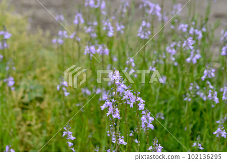 Matsubaun Run 102136295